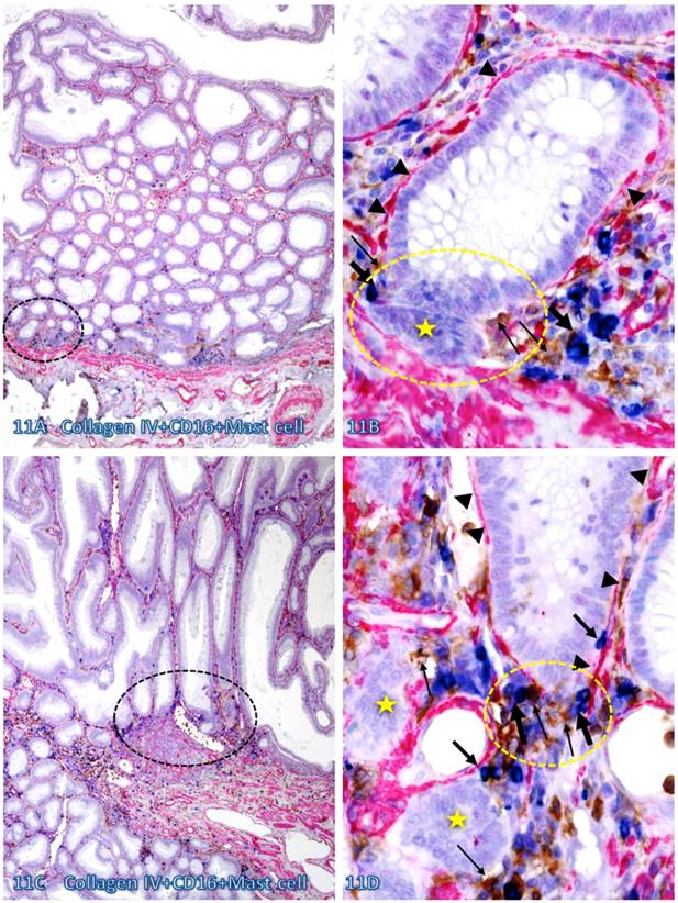 Int J Med Sci Image