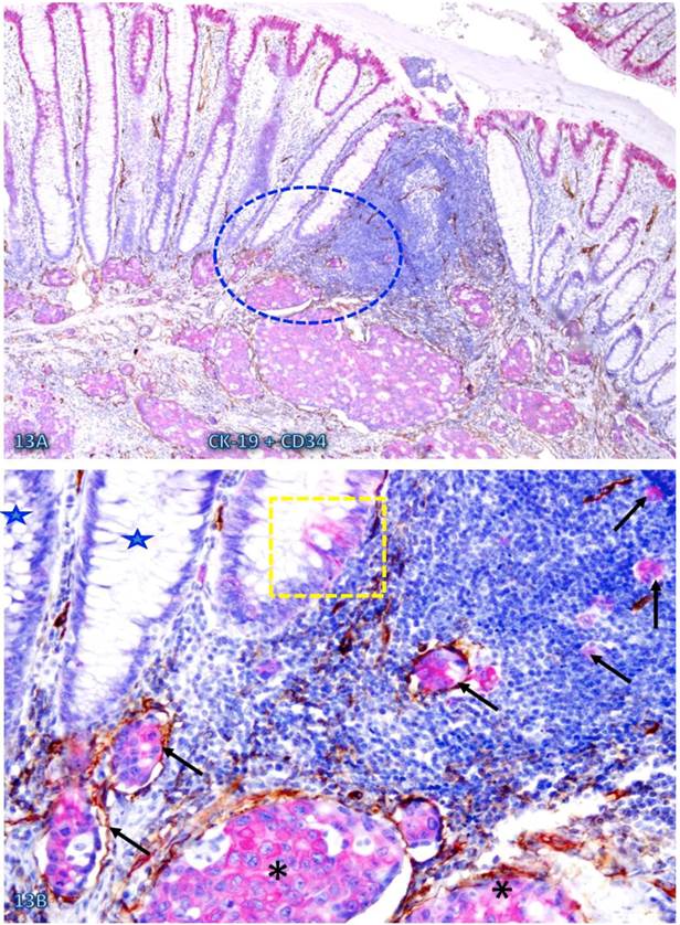 Int J Med Sci Image