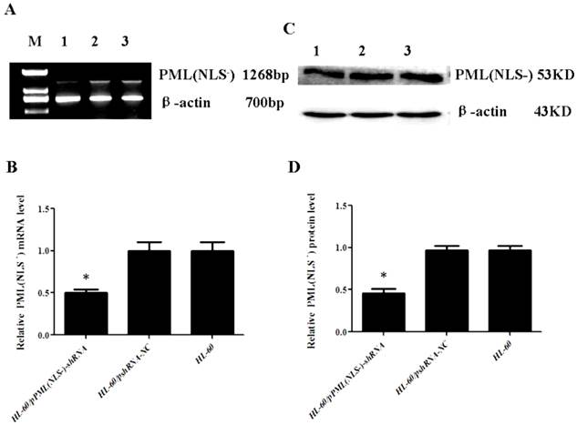 Int J Med Sci Image