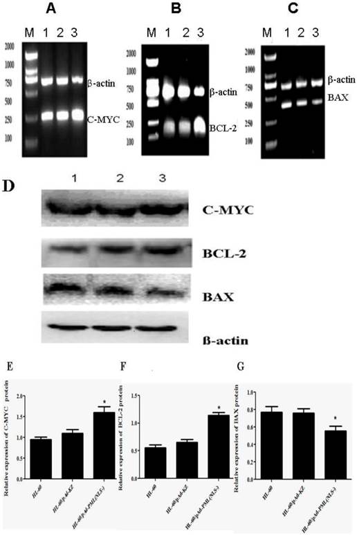 Int J Med Sci Image