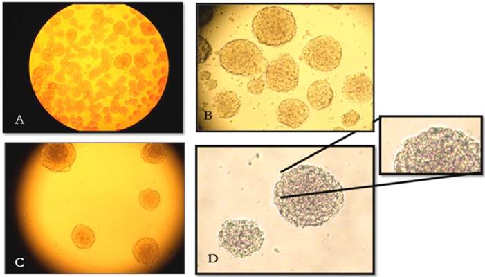 Int J Med Sci Image