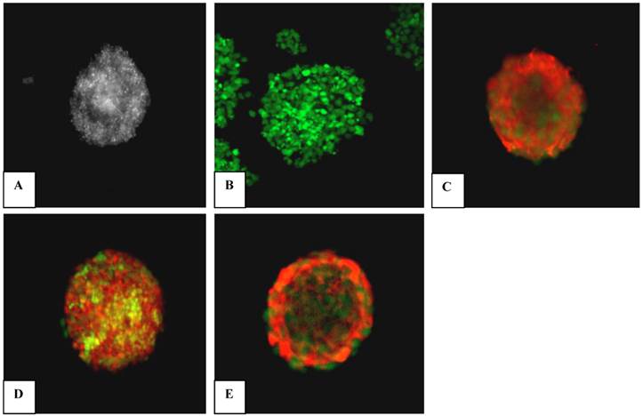 Int J Med Sci Image