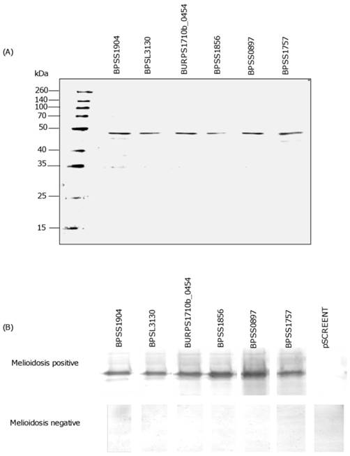 Int J Med Sci Image