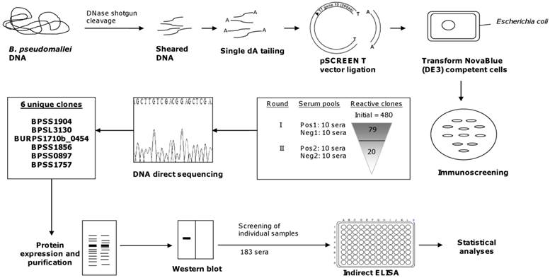 Int J Med Sci Image