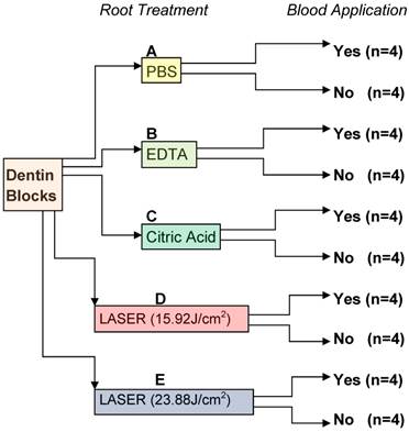 Int J Med Sci Image