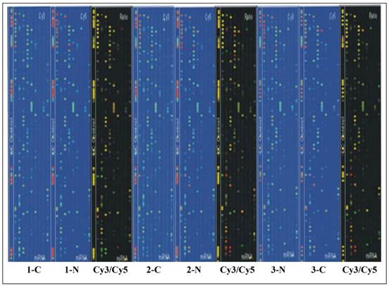 Int J Med Sci Image