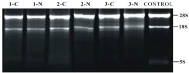 Int J Med Sci Image