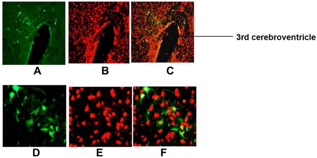 Int J Med Sci Image