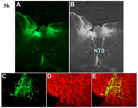 Int J Med Sci Image