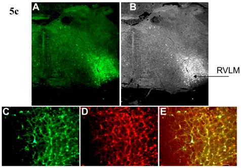 Int J Med Sci Image