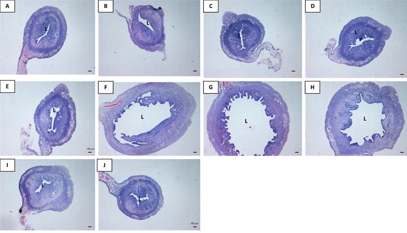 Int J Med Sci Image