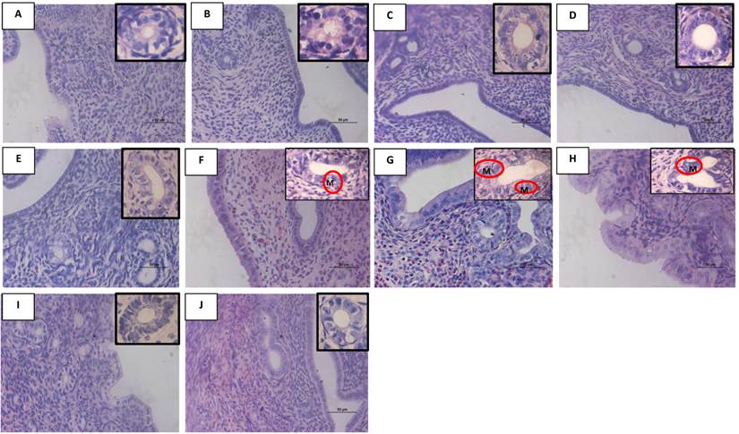 Int J Med Sci Image