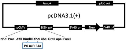 Int J Med Sci Image