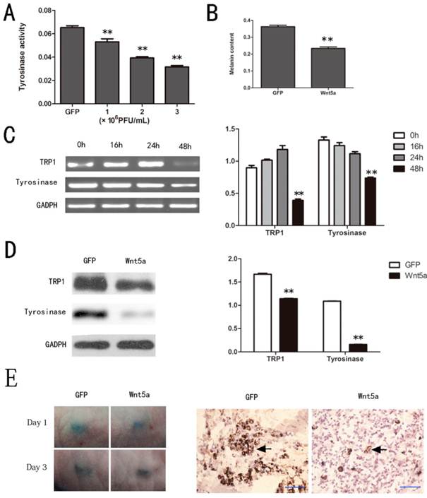 Int J Med Sci Image