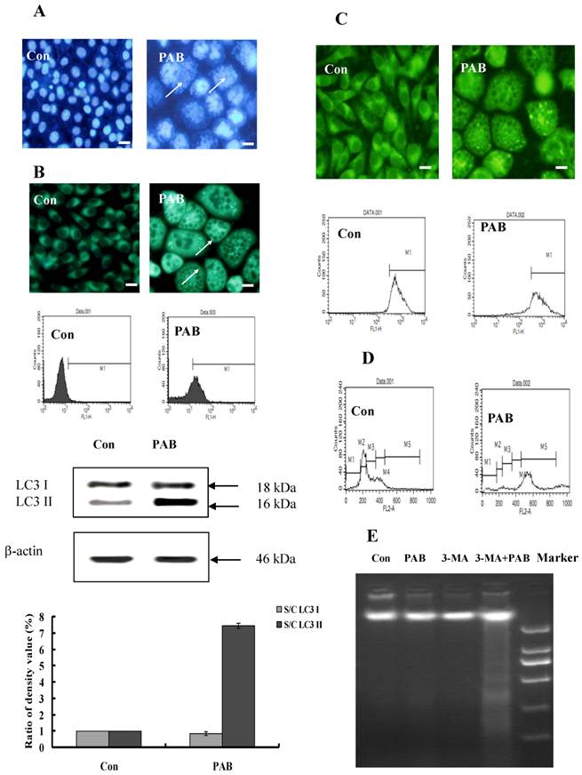 Int J Med Sci Image