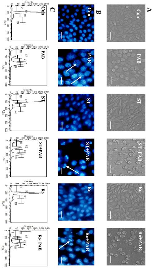 Int J Med Sci Image