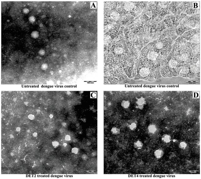 Int J Med Sci Image