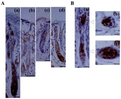 Int J Med Sci Image