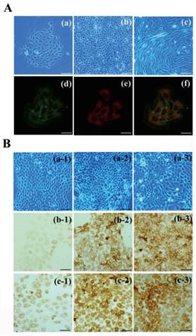 Int J Med Sci Image