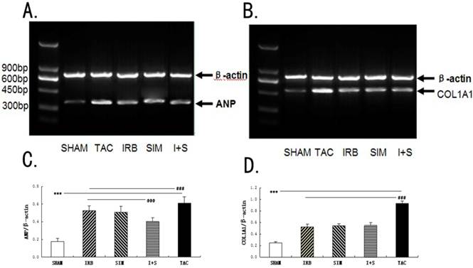 Int J Med Sci Image