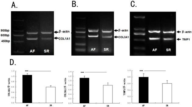 Int J Med Sci Image