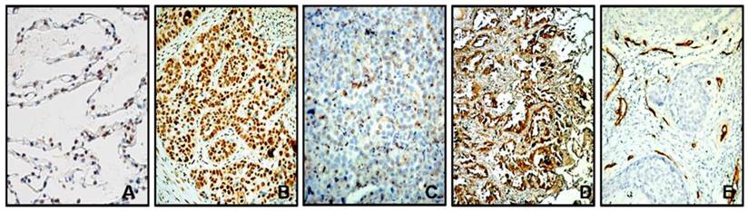 Int J Med Sci Image