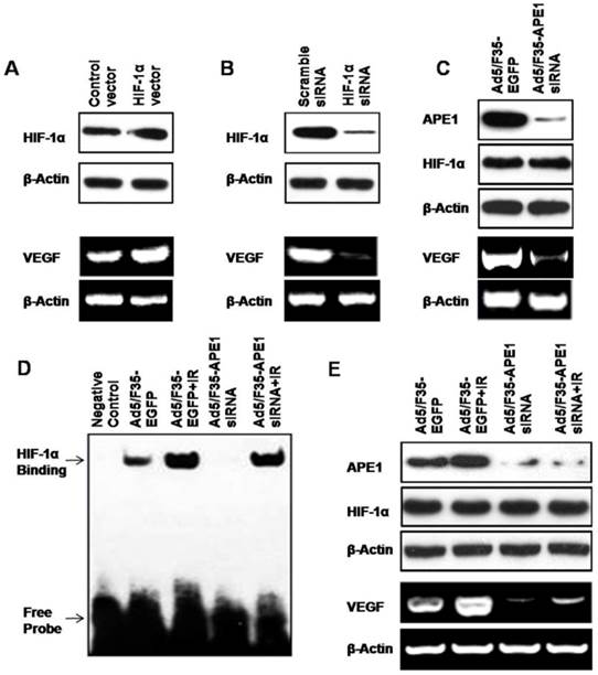 Int J Med Sci Image