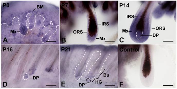 Int J Med Sci Image