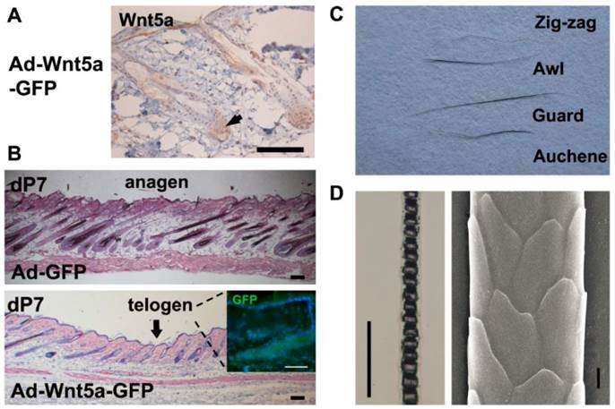 Int J Med Sci Image