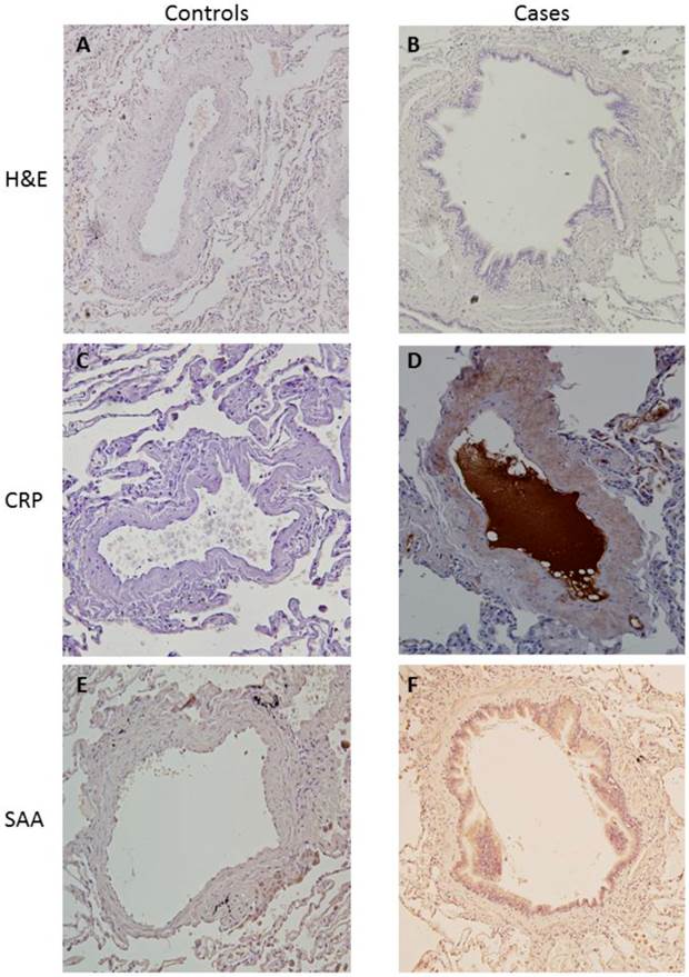 Int J Med Sci Image