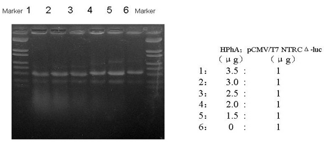 Int J Med Sci Image