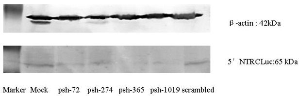 Int J Med Sci Image