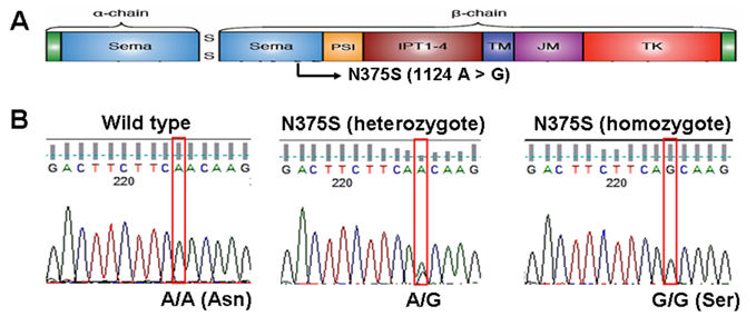 Int J Med Sci Image