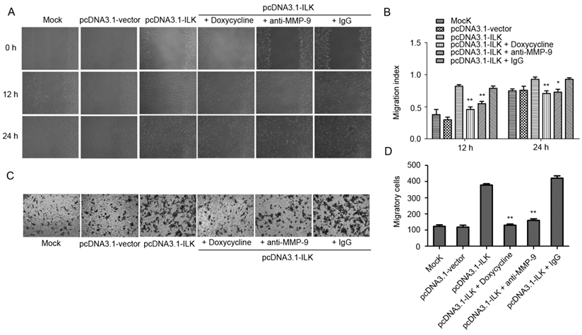 Int J Med Sci Image