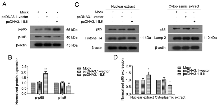 Int J Med Sci Image