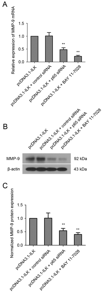 Int J Med Sci Image