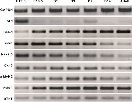 Int J Med Sci Image