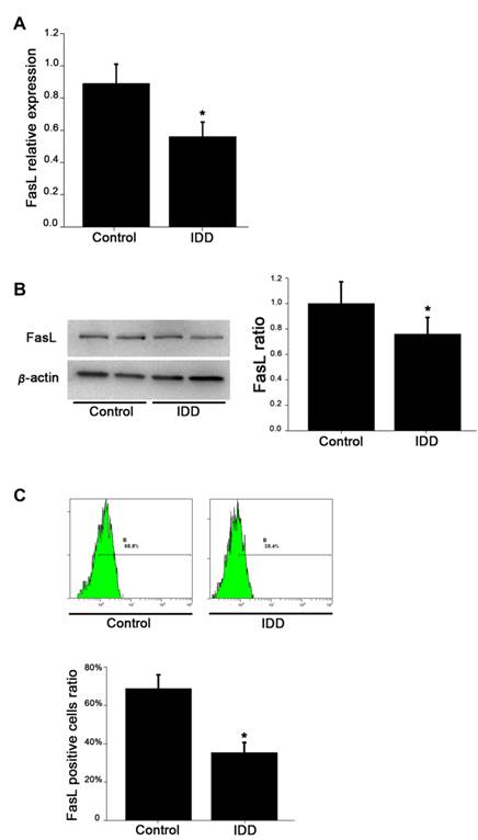 Int J Med Sci Image