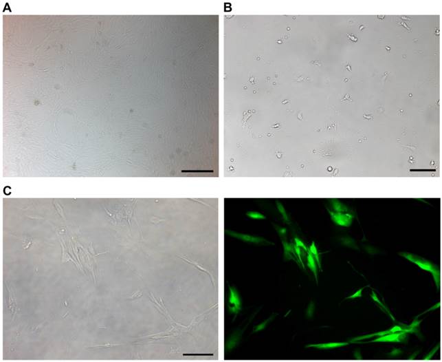 Int J Med Sci Image