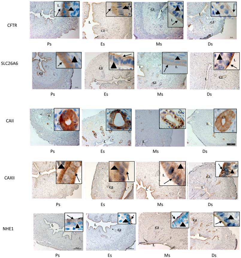 Int J Med Sci Image