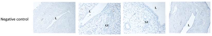 Int J Med Sci Image