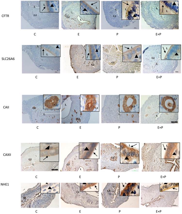 Int J Med Sci Image