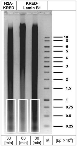 Int J Med Sci Image