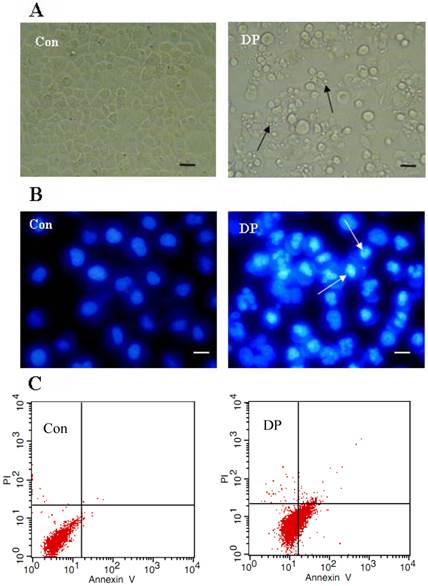 Int J Med Sci Image