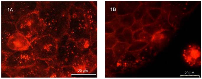 Int J Med Sci Image