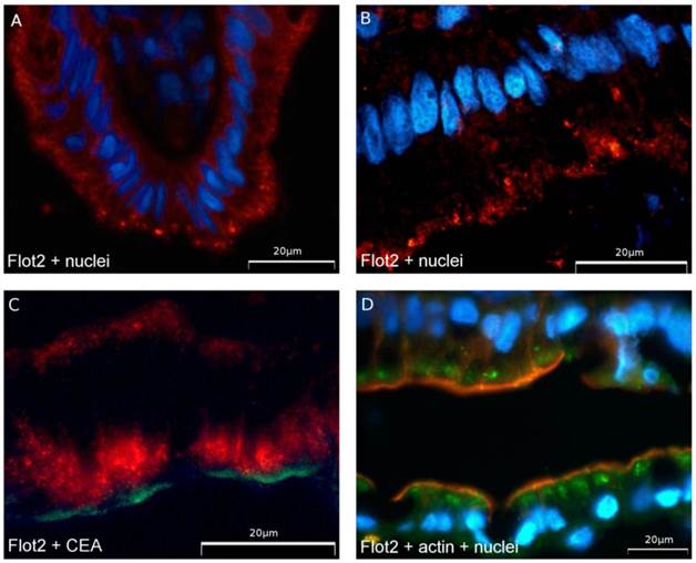 Int J Med Sci Image