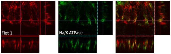 Int J Med Sci Image