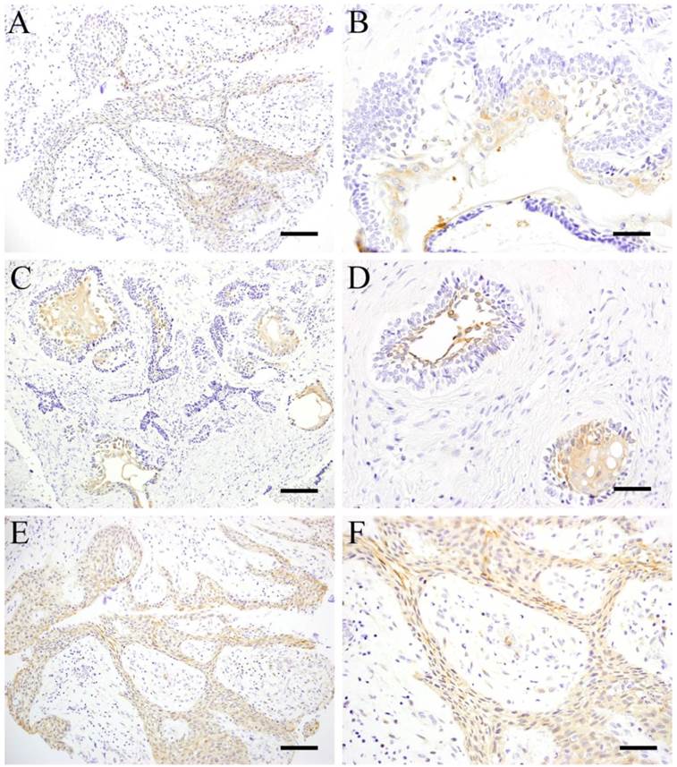 Int J Med Sci Image