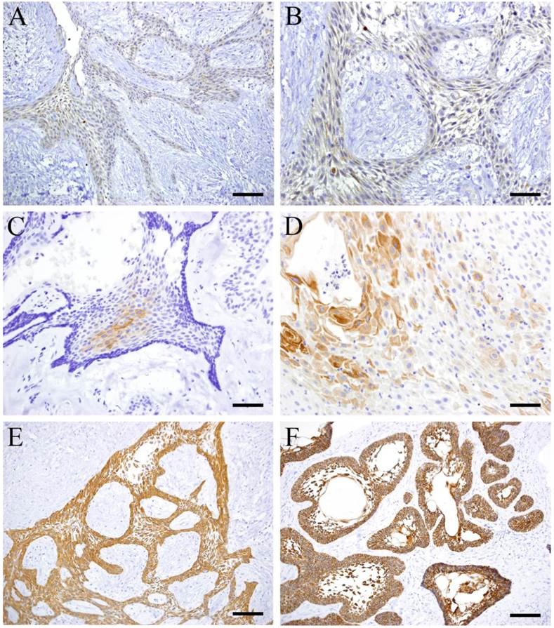 Int J Med Sci Image