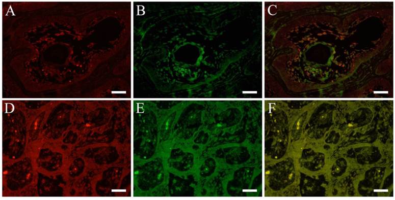 Int J Med Sci Image